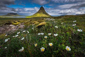 Images Dated 16th June 2014: Kirkjufell with flower field foreground