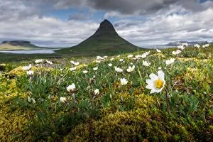 Images Dated 16th June 2014: Kirkjufell mountain with a nice bush foreground