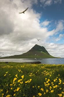 Images Dated 16th June 2014: Kirkjufell mountain with a nice bush foreground