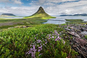 Images Dated 16th June 2014: Kirkjufell mountain with shrubs foreground