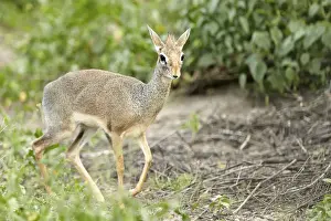 Kirks Dik-dik -Madoqua Kirki-, African dwarf antelope, Serengeti, Tanzania, Africa