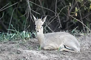Bovid Prints: Kirks Dik-dik -Madoqua Kirki-, an African dwarf antelope