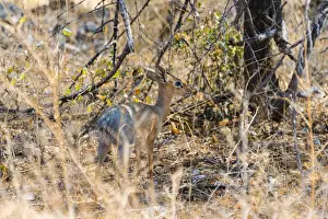 Bushes Prints: Kirks Dik-dik -Madoqua kirki- in the bush, Etosha National Park, Namibia