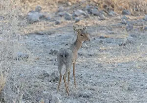 Dwarf Antelope Prints: Kirks dik-dik -Madoqua kirki-, Etosha National Park, Namibia