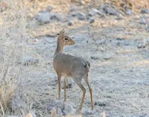 Dwarf Antelope Prints: Kirks dik-dik -Madoqua kirki-, Etosha National Park, Namibia