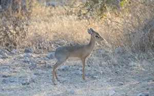 Dwarf Antelope Prints: Kirks dik-dik -Madoqua kirki-, Etosha National Park, Namibia