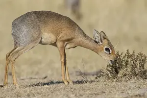 Ruminant Prints: Kirks dik-dik -Madoqua kirki-, Etosha National Park, Namibia, Africa