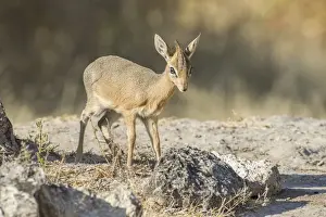 Kirks dik-dik -Madoqua kirki-, Etosha National Park, Namibia, Africa