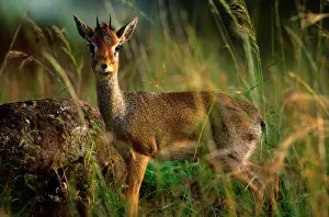 Kirks Dik-Dik (Madoqua kirkii), Samburu National Park, Kenya