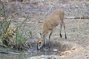 Dwarf Antelope Prints: Kirks Dik-dik -Madoqua kirkii-, drinking water, Etosha National Park, Namibia