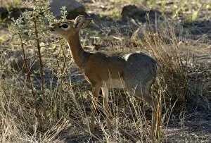 Kirks Dik-dik -Madoqua kirkii-, Erongo Region, Namibia