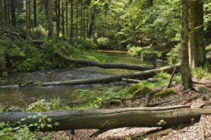 Saxon Gallery: Kirnitzsch river, Kirnitzschtal valley, Saxon Switzerland, Elbsandsteingebirge Elbe Sandstone Mountains