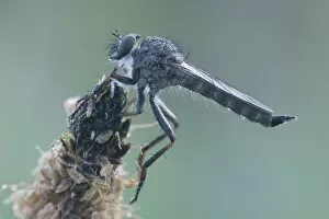 Kite-tailed Robber Fly -Tolmerus atricapillus-, Haren, Emsland region, Lower Saxony, Germany, Europe