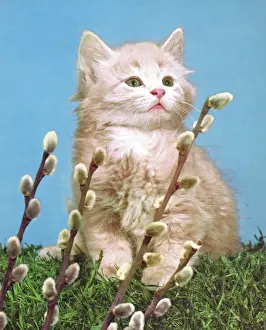 Ilust Prints: One Kitten