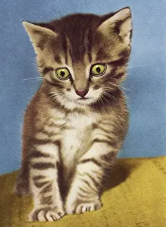 Fluffy Prints: Kitten