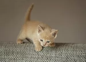 Kitten, 6 weeks, standing on a sofa