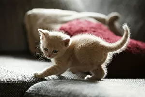 Images Dated 28th October 2012: Kitten, 6 weeks, standing on a sofa