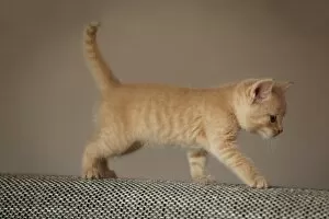 Kitten, 6 weeks, walking on a sofa