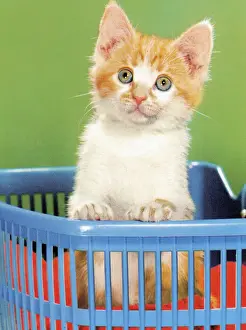 Kitten in Basket