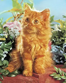 Fluffy Prints: Kitten in a Garden
