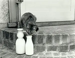 Kitten Licking Milk from a Bottle