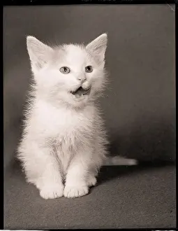 Kitten Prints: Kitten with Open Mouth