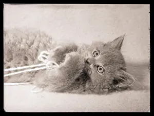 Kitten Prints: Kitten Playing with Yarn