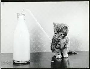 Kitten Prints: Kitten Sits W/Bottle Of Milk And Straw