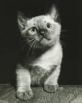 Kitten sitting on edge of chair, (B&W)