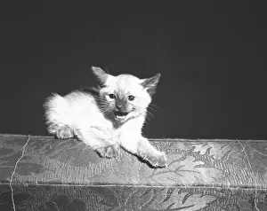 Snarling Prints: Kitten snarling, (B&W)