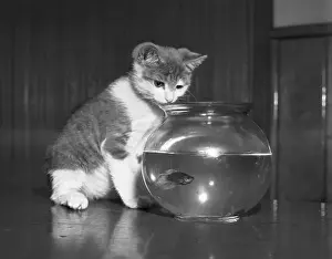 Kitten Prints: Kitten Watching Fish in a Bowl