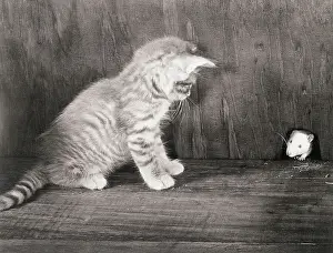 Rivalry Prints: Kitten Watching a Mouse