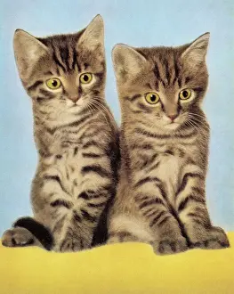 Two Kittens