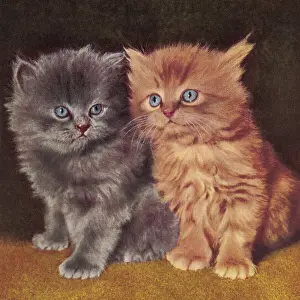 Kitty Prints: Two Kittens