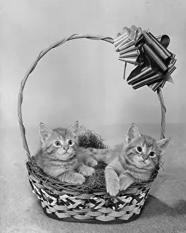 Kitten Prints: Two Kittens in Easter Basket