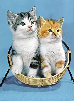 Fluffy Prints: Two Kittens Sitting Together