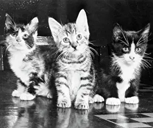 Kitten Prints: Three Kittens Sitting