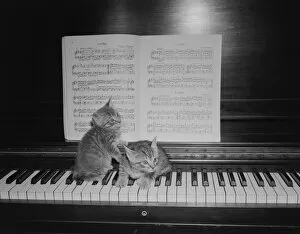 Images Dated 27th June 2008: Two kittens sitting on piano keyboard by sheet music