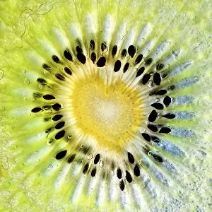Images Dated 12th February 2013: Kiwi love