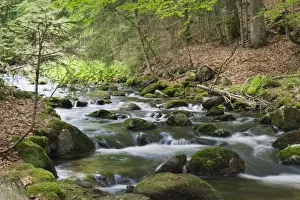 Nationalpark Prints: Kleine Ohe forest creek near Waldhaeuser in the Bavarian Forest National Park