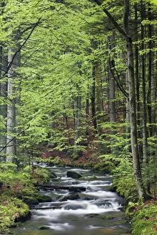 Images Dated 11th May 2013: Kleine Ohe or Schollnach stream, Bavarian Forest National Park, Bavaria, Germany