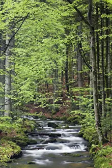 Kleine Ohe or Schollnach stream, Bavarian Forest National Park, Bavaria, Germany
