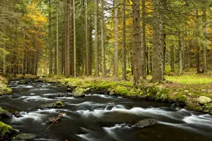 Mountain Stream Prints: Kleiner Regen river, autumn, Bavarian Forest National Park, near Fraunau, Bavaria, Germany