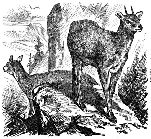 Antler Prints: Klipspringer or mvundla, Oreotragus Saltatrix or Oreotragus oreotragusi