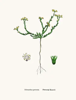 Knawels plant