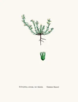 Knawels plant