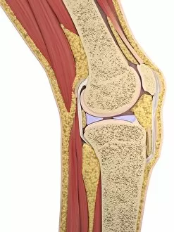 Images Dated 8th September 2018: Knee anatomy, artwork