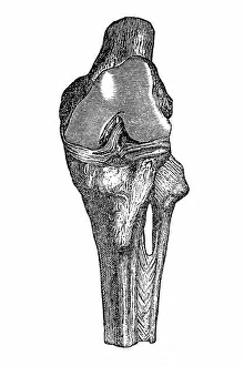Images Dated 31st May 2016: Knee joint