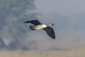 Knob-billed Duck -Sarkidiornis melanotos-, Keoladeo National Park, Rajasthan, India