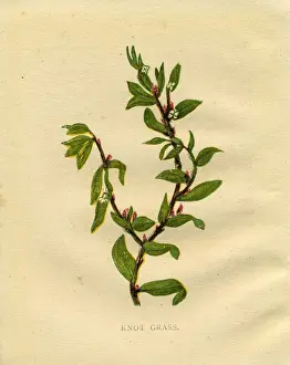 Knot grass red wildflower Victorian botanical illustration by Anne Pratt